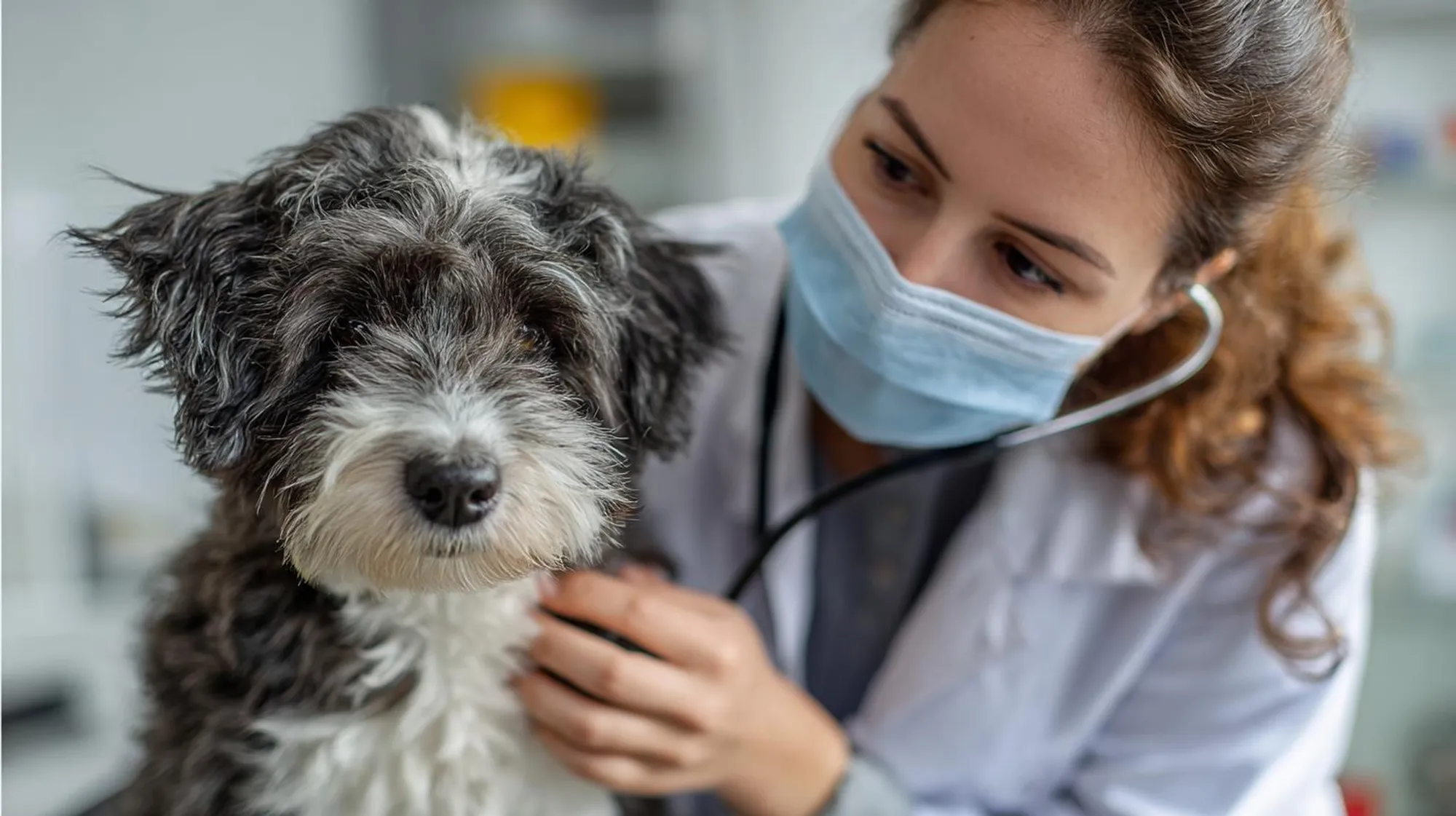 Tierarztkosten 2026: Warum Behandlungen für Hunde immer teurer werden