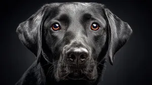beautiful-purebred-labrador-retriever-dog-professi - copy (1).png