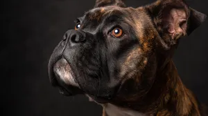 beautiful-purebred-franzosische-bulldogge-dog-prof - copy (1).png