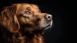 beautiful-purebred-golden-retriever-dog-profession - copy (1).png