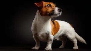 beautiful-purebred-jack-russell-terrier-dog-profes - copy (1).png